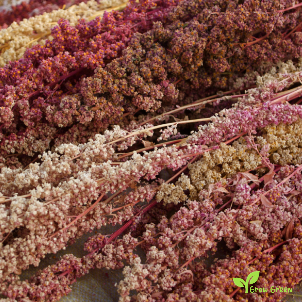 100 seeds of Red Quinoa - CHENOPODIUM QUINOA - Plus GIFT 5 seeds of Sunflower