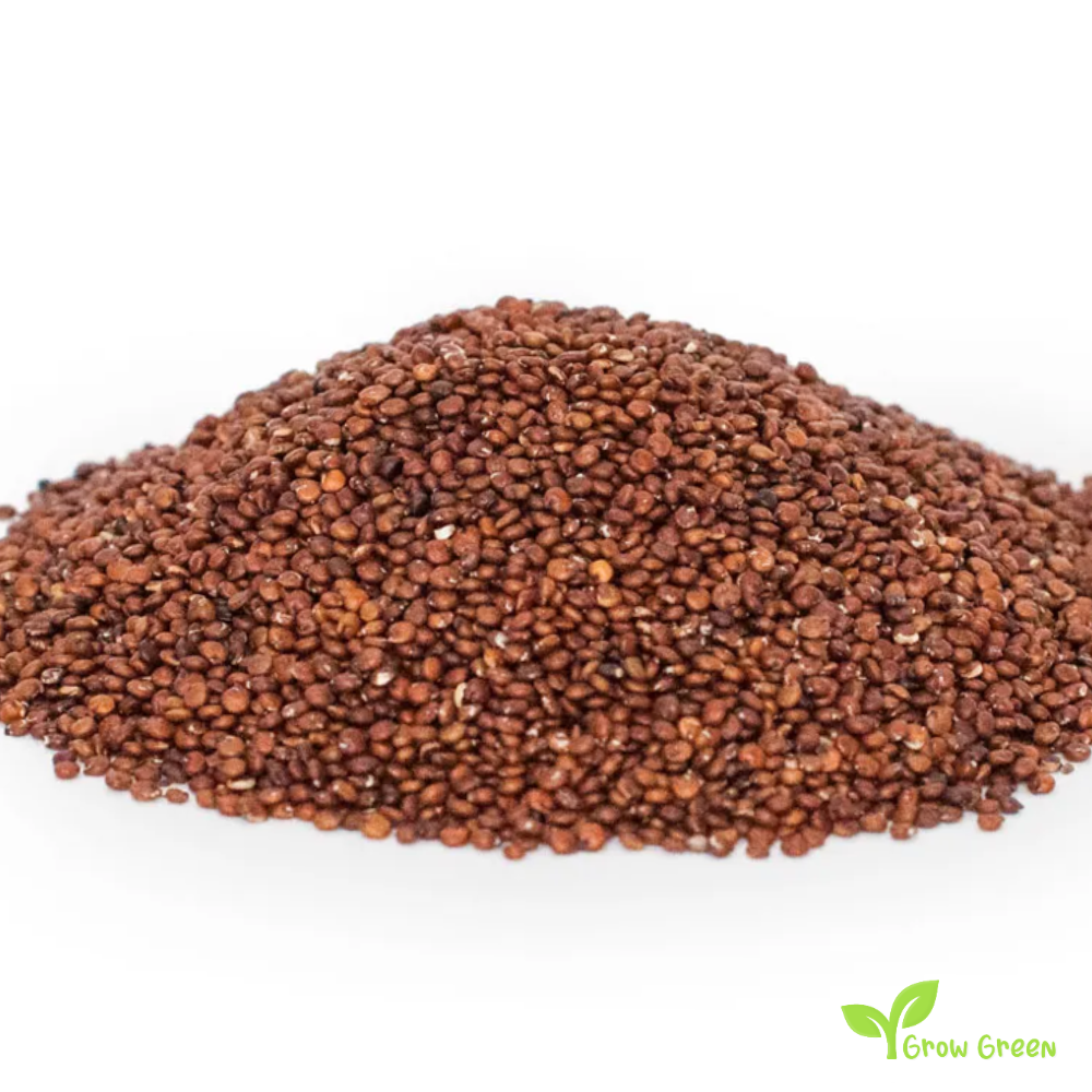 100 seeds of Red Quinoa - CHENOPODIUM QUINOA - Plus GIFT 5 seeds of Sunflower