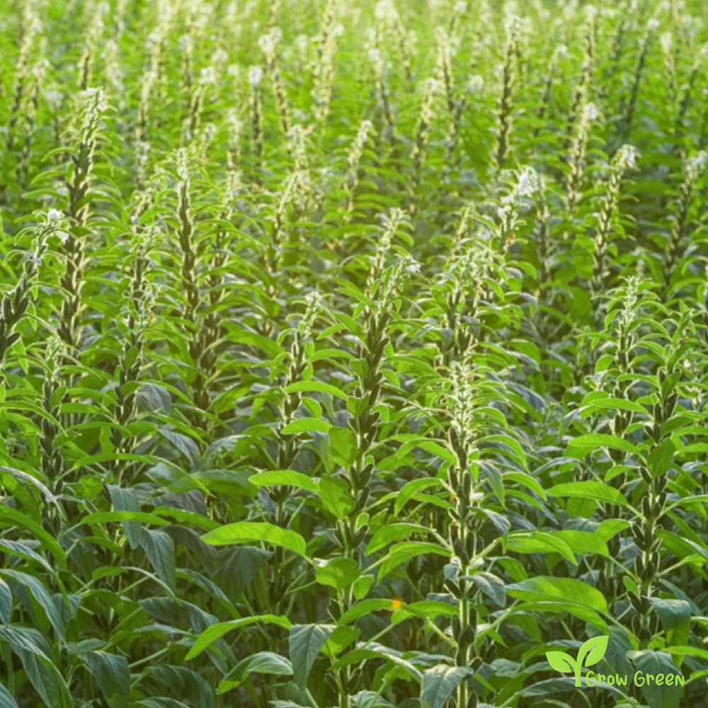 100 seeds of Sesame - SESAMUM INDICUM + GIFT 5 seeds Sunflower