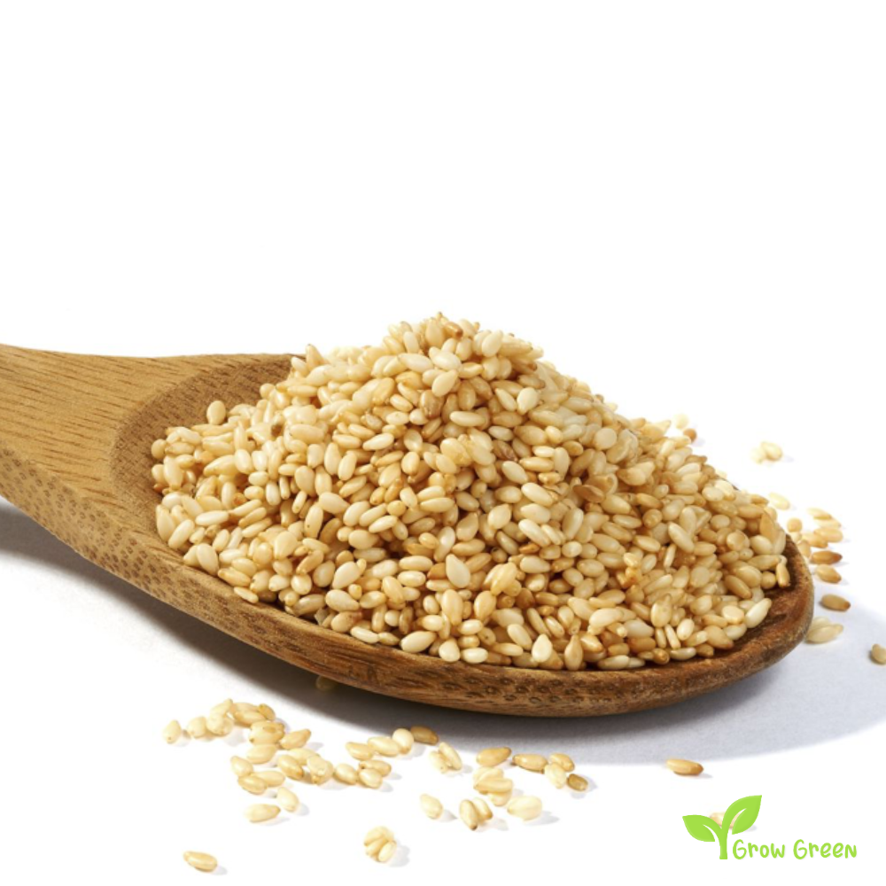 100 seeds of Sesame - SESAMUM INDICUM + GIFT 5 seeds Sunflower