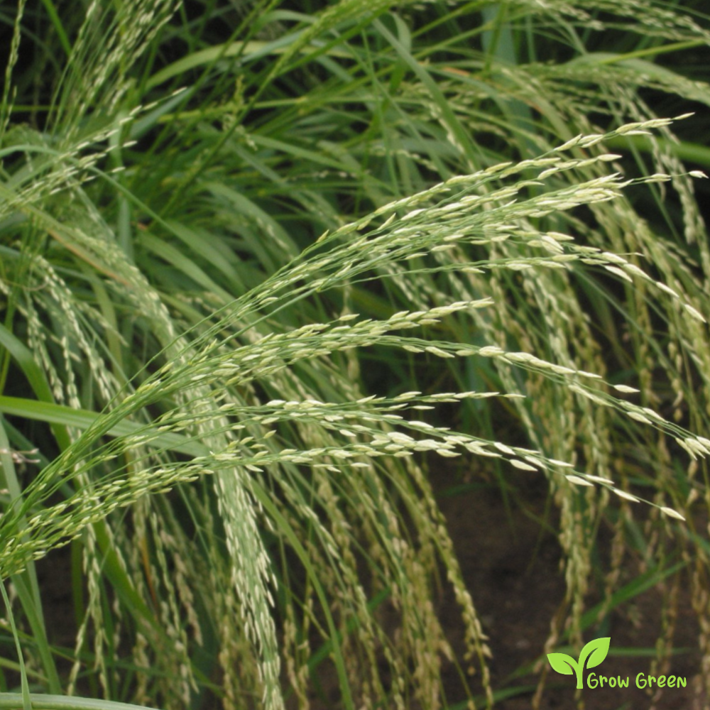 100 seeds of Teff - ERAGROSTIS TEF - Lovegrass Plus GIFT 5 seeds of Sunflower