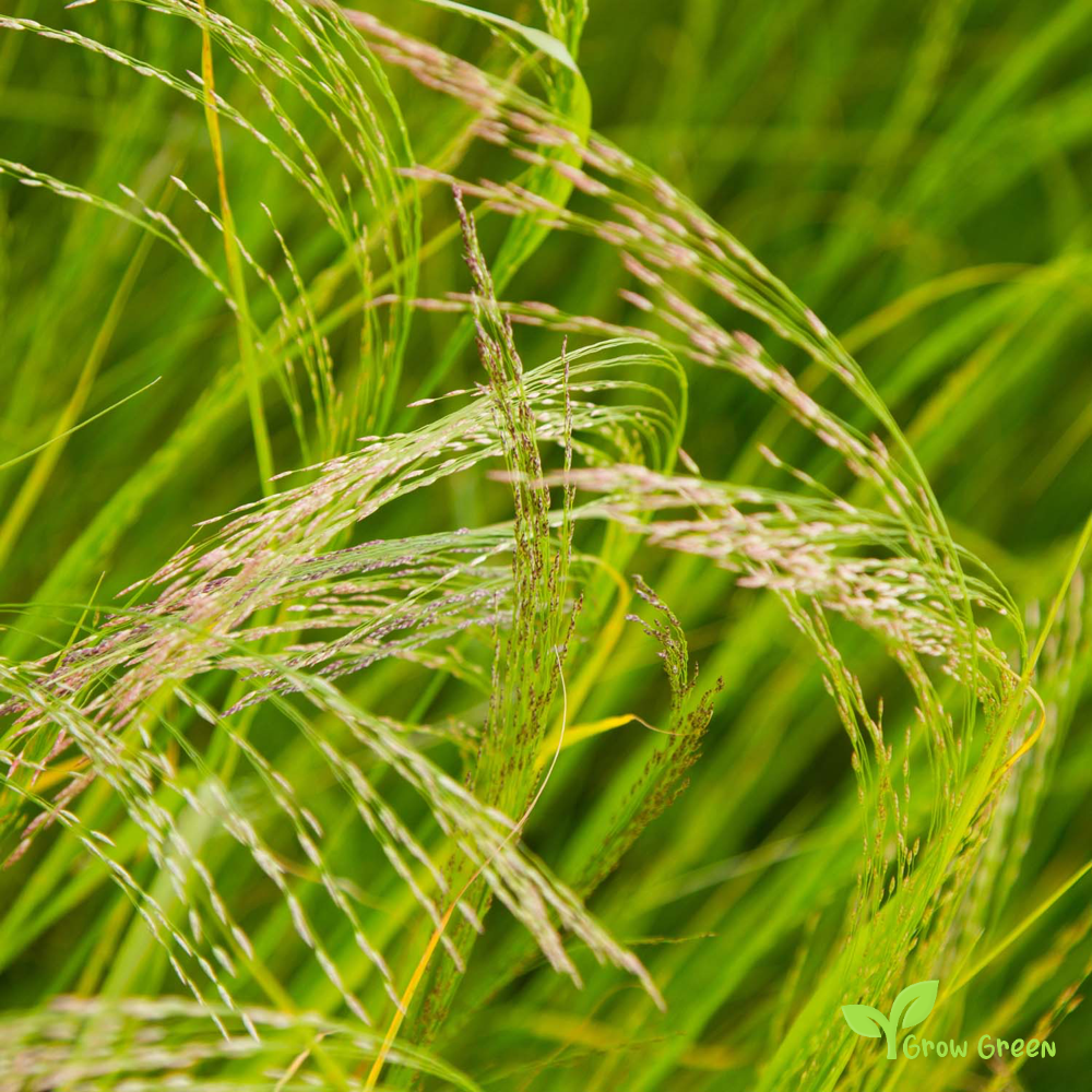 100 seeds of Teff - ERAGROSTIS TEF - Lovegrass Plus GIFT 5 seeds of Sunflower