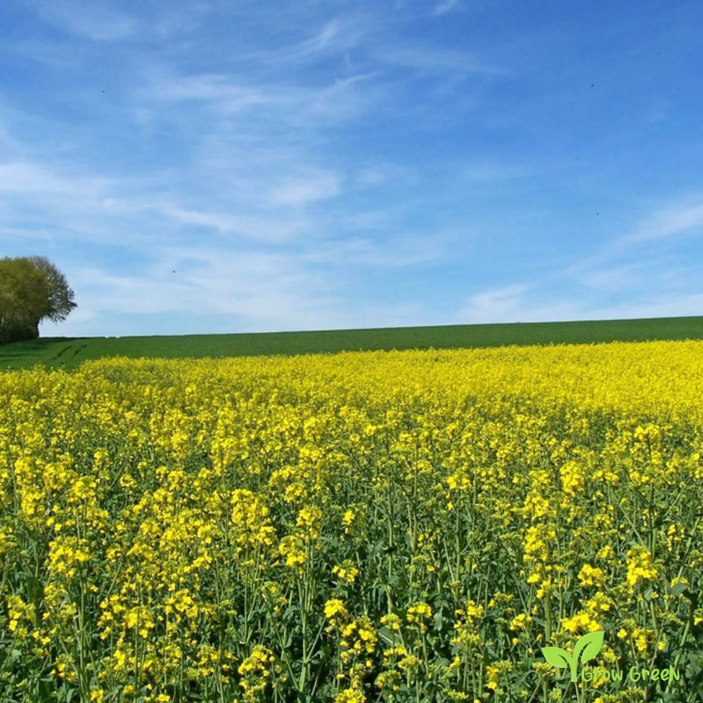 100 seeds of White Mustard - SINAPIS ALBA - Yellow Mustard + 5 seeds Sunflower