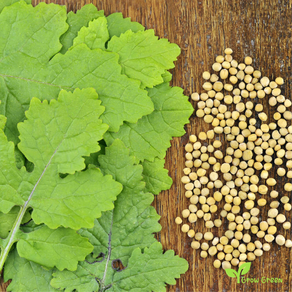 100 seeds of White Mustard - SINAPIS ALBA - Yellow Mustard + 5 seeds Sunflower