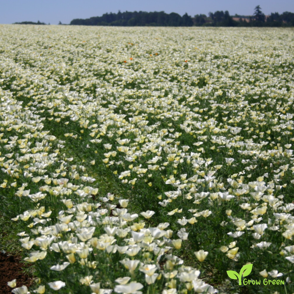 100 seeds of White Poppy - PAPAVER - Plus GIFT 5 seeds of Sunflower