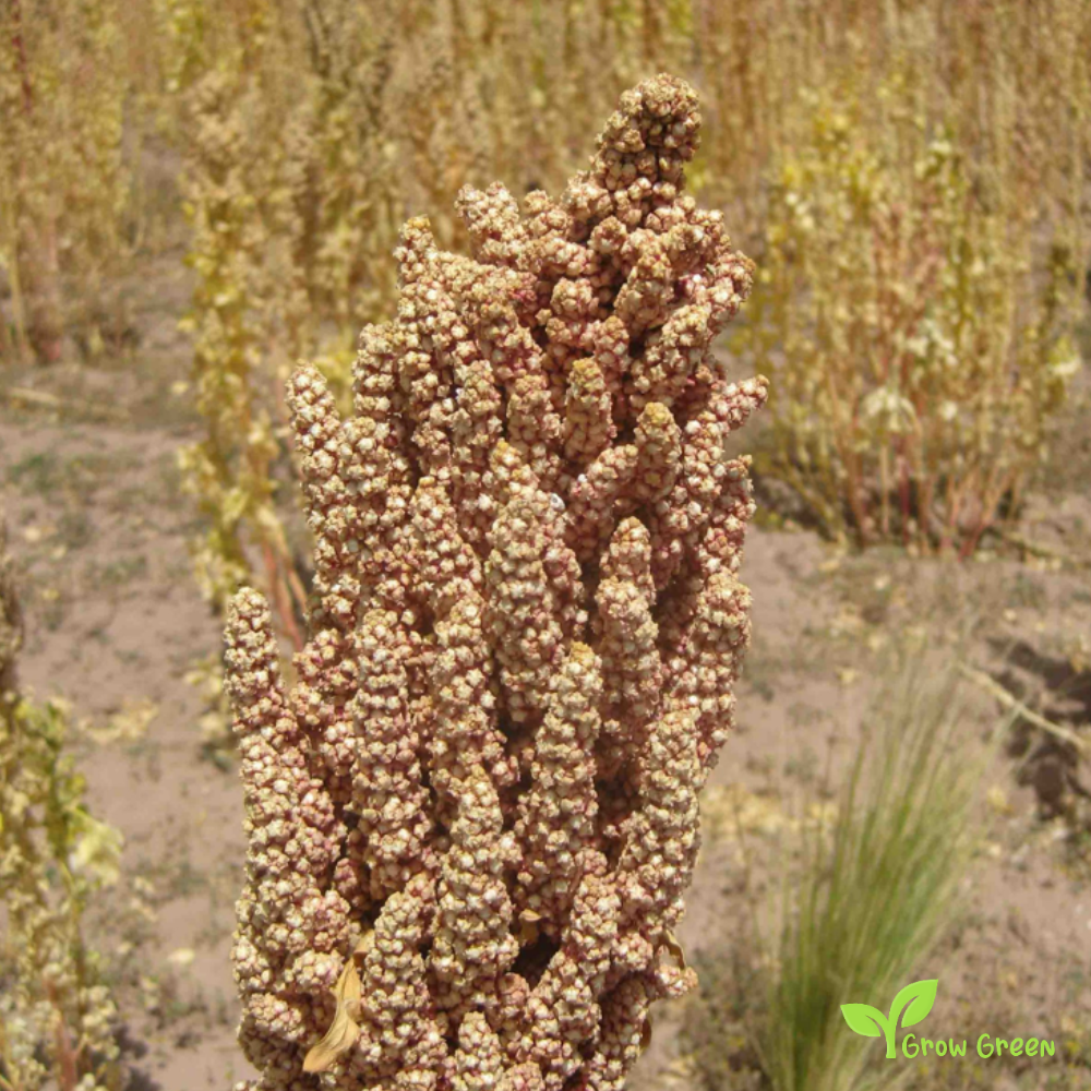 100 seeds of White Quinoa - CHENOPODIUM QUINOA - Plus GIFT 5 seeds of Sunflower