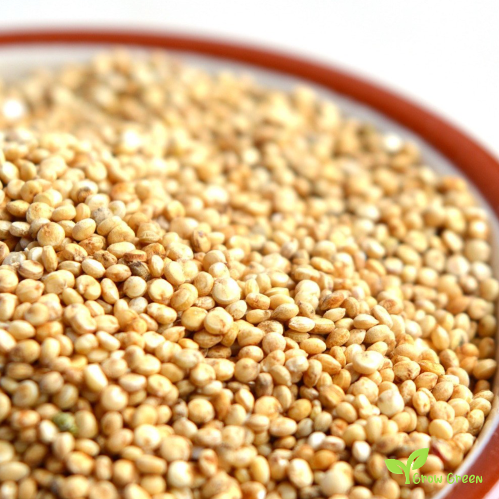 100 seeds of White Quinoa - CHENOPODIUM QUINOA - Plus GIFT 5 seeds of Sunflower