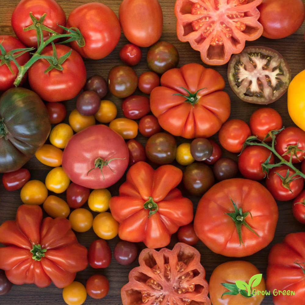 50 seeds Tomato Mixed Variety - SOLANUM LYCOPERSICUM + 5 seeds Sunflower