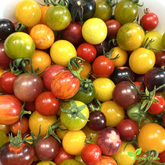50 seeds Tomato Mixed Variety - SOLANUM LYCOPERSICUM + 5 seeds Sunflower