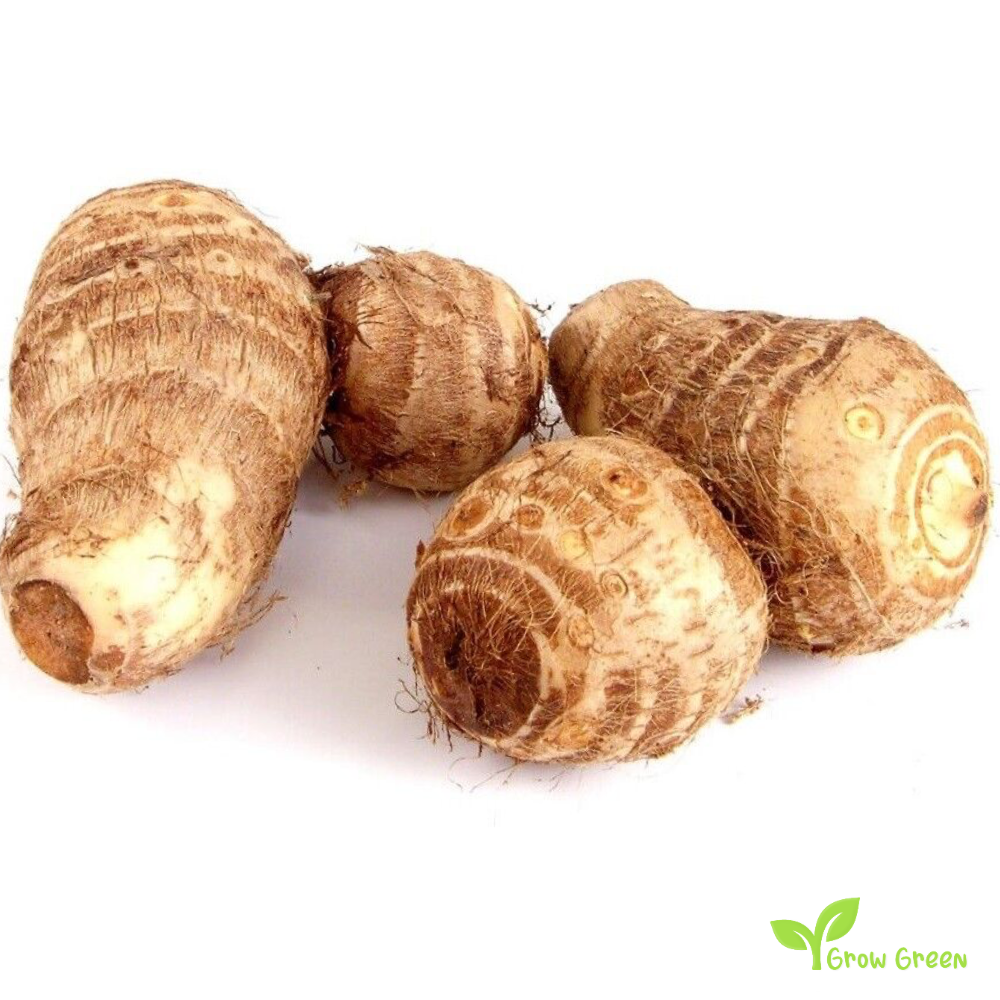 3 corm of Arvee - COLOCASIA ANTIQUORUM ESCULENTA - Arbi + 5 seeds of Sunflower