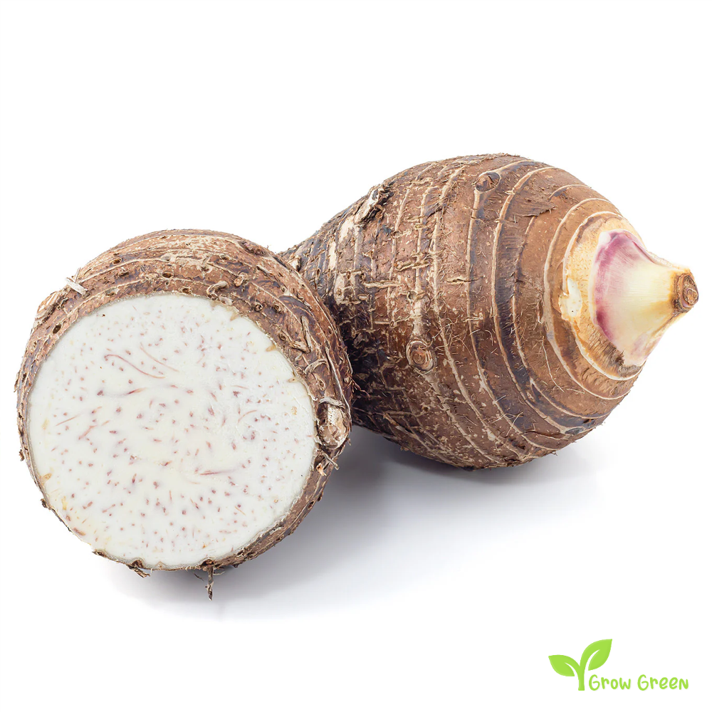 3 corm of Eddoe - COLOCASIA ANTIQUORUM ESCULENTA - Eddo + 5 seeds of Sunflower