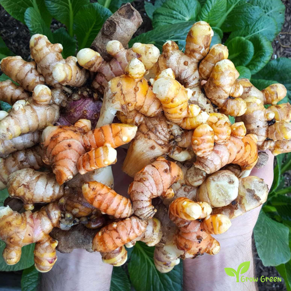 2 rhizome of Turmeric - CURCUMA LONGA + GIFT 5 seeds of Sunflower