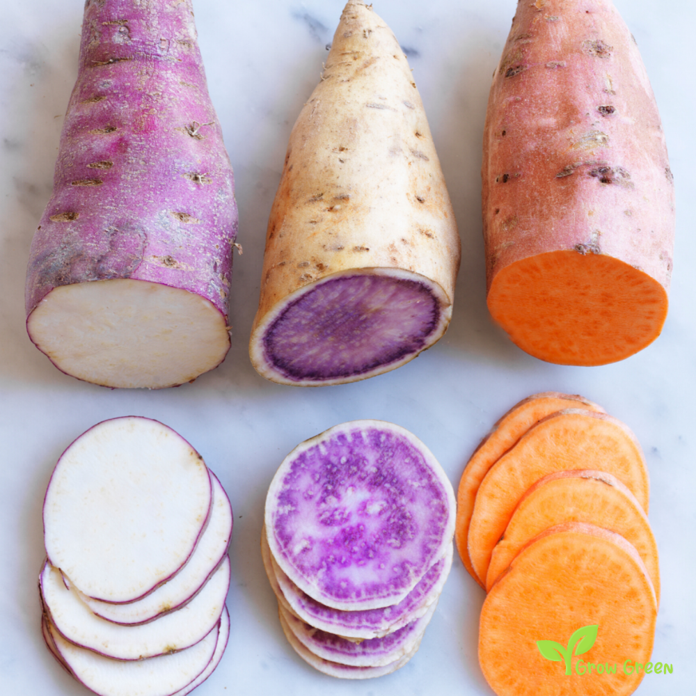 1 root of Purple Sweet Potato - IPOMEA BATATAS - White Flesh Yam + 5s Sunflower