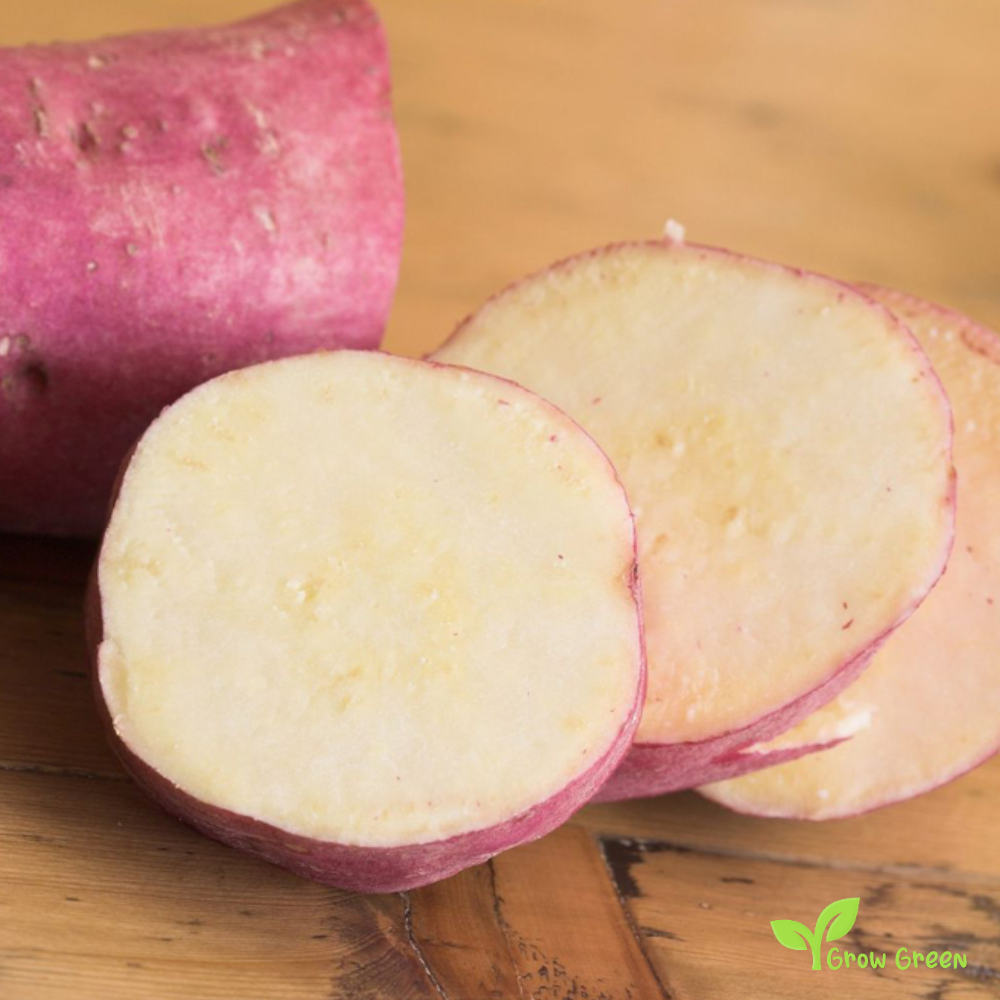 1 root of Purple Sweet Potato - IPOMEA BATATAS - White Flesh Yam + 5s Sunflower