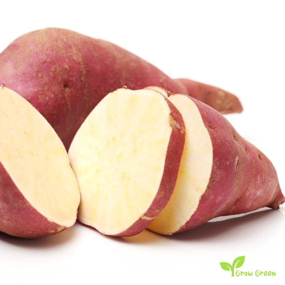 1 root of Purple Sweet Potato - IPOMEA BATATAS - White Flesh Yam + 5s Sunflower