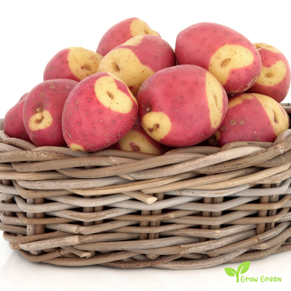 2 roots of Apache Potato - Solanum Tuberosum + GIFT 5 seeds Sunflower