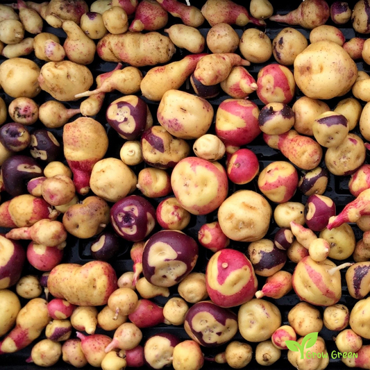 2 roots of Apache Potato - Solanum Tuberosum + GIFT 5 seeds Sunflower
