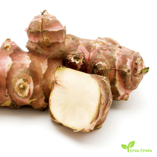 3 roots of Jerusalem Artichoke - HELIANTHUS TUBEROSUS + 5 seeds of Sunflower