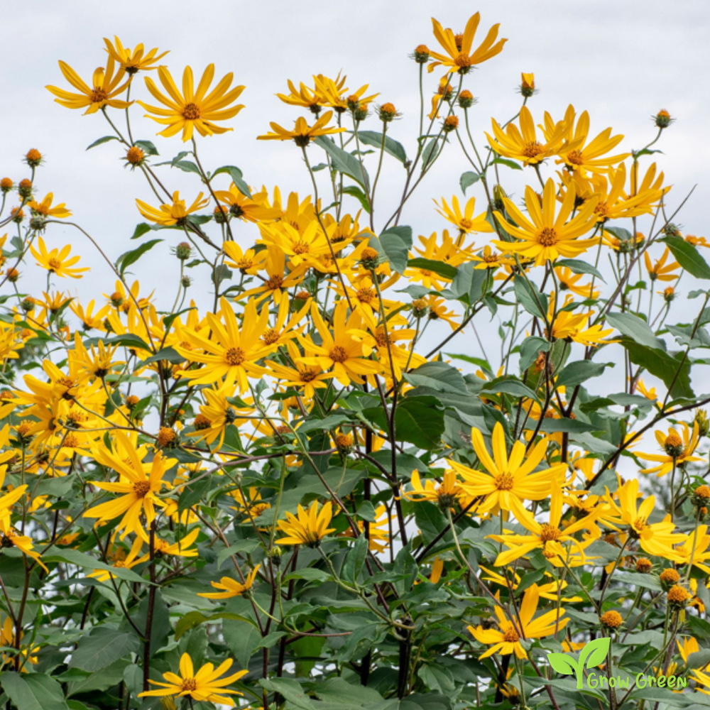 3 roots of Jerusalem Artichoke - HELIANTHUS TUBEROSUS + 5 seeds of Sunflower
