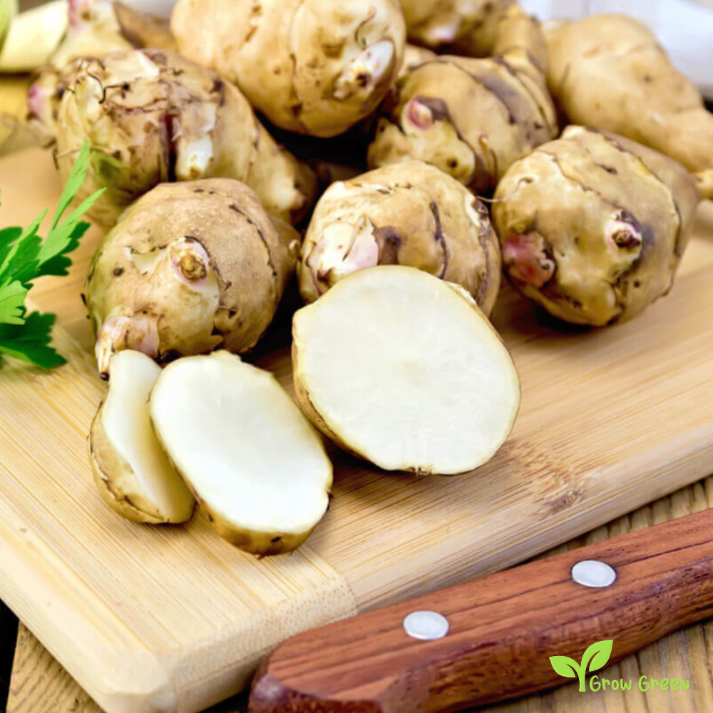 3 roots of Jerusalem Artichoke - HELIANTHUS TUBEROSUS + 5 seeds of Sunflower
