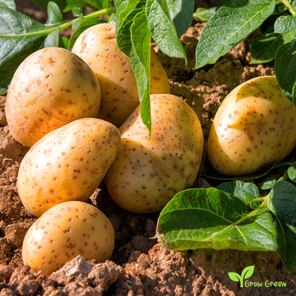 4 roots of Potato - Solanum Tuberosum + GIFT 5 seeds Sunflower