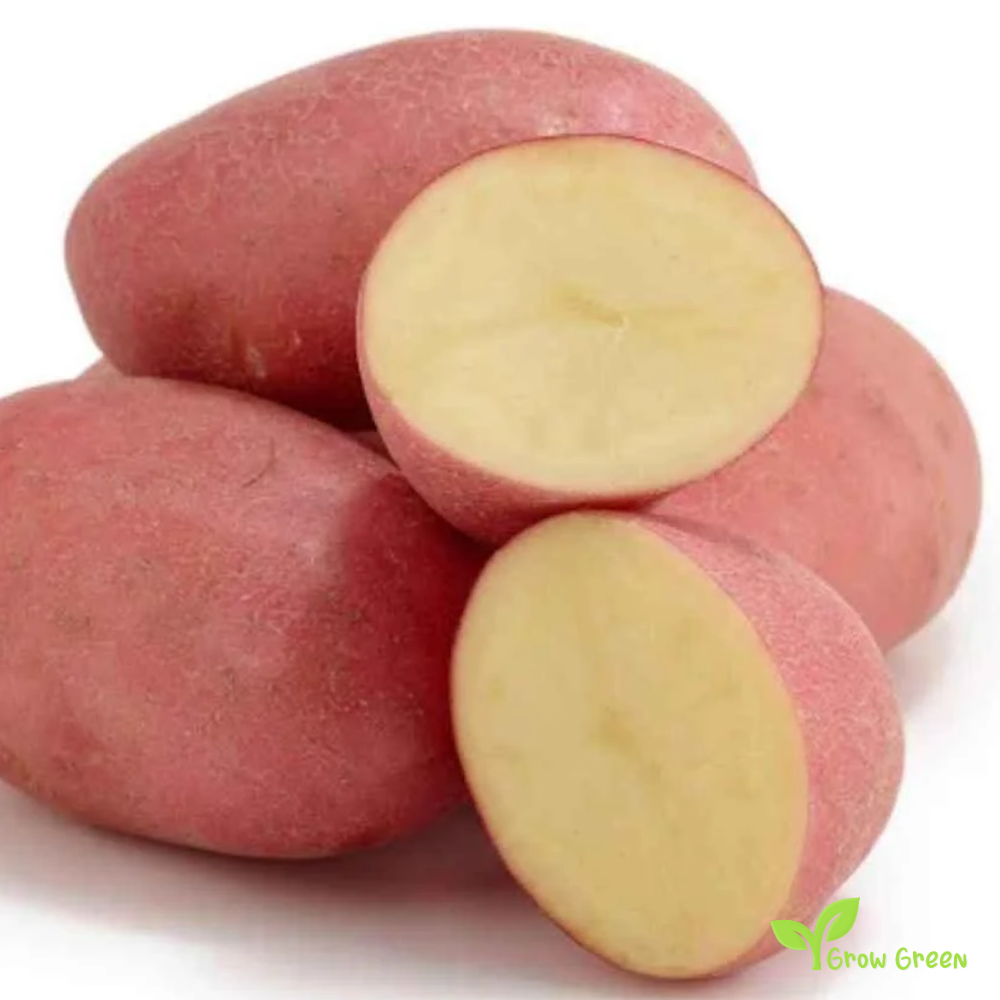 2 roots of Red Potato - SOLANUM TUBEROSUM + GIFT 5 seeds Sunflower