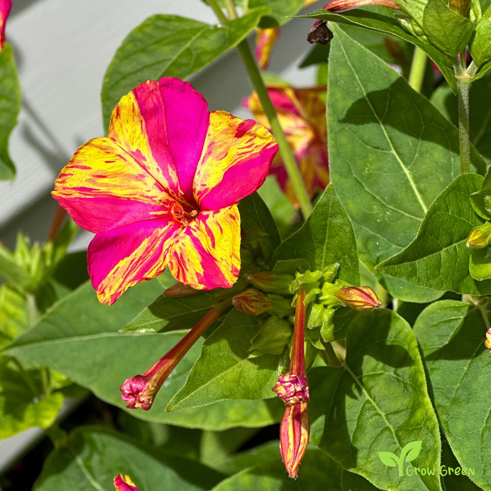 2 seeds of Marvel of Peru MIRABILIS JALAPA Four O'Clock Flower +5s. Sunflower