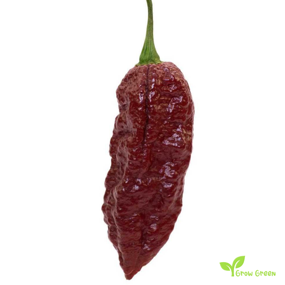 10 seeds Bhut Jolokia Chocolate Chilli - CAPSICUM CHINENESE - 5 seeds Sunflower