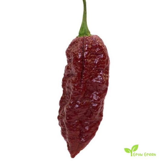 10 seeds Bhut Jolokia Chocolate Chilli - CAPSICUM CHINENESE - 5 seeds Sunflower