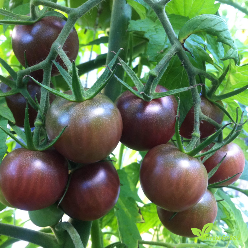 10 seeds Black Tomato - SOLANUM LYCOPERSICUM + 5 seeds of Sunflower