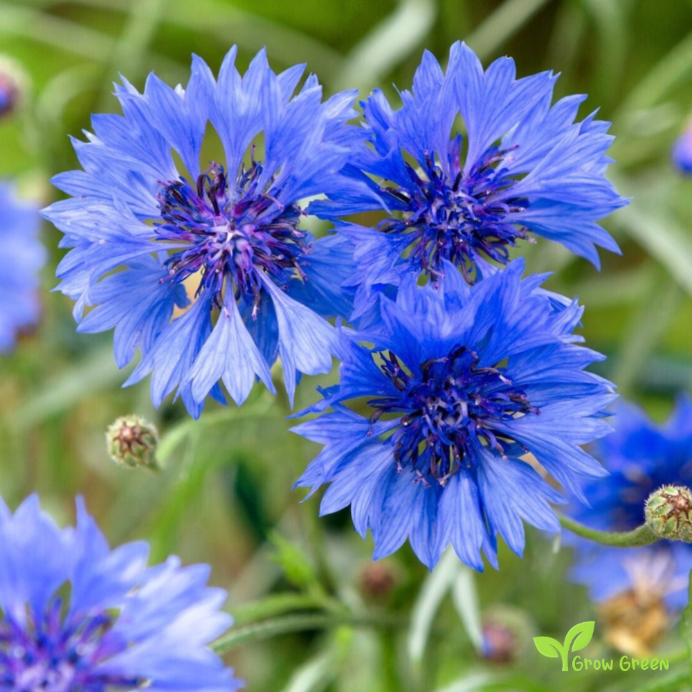 40 seeds Blue Cornflower - CENTAUREA CYANUS - Bachelor's Button + 5s. Sunflower