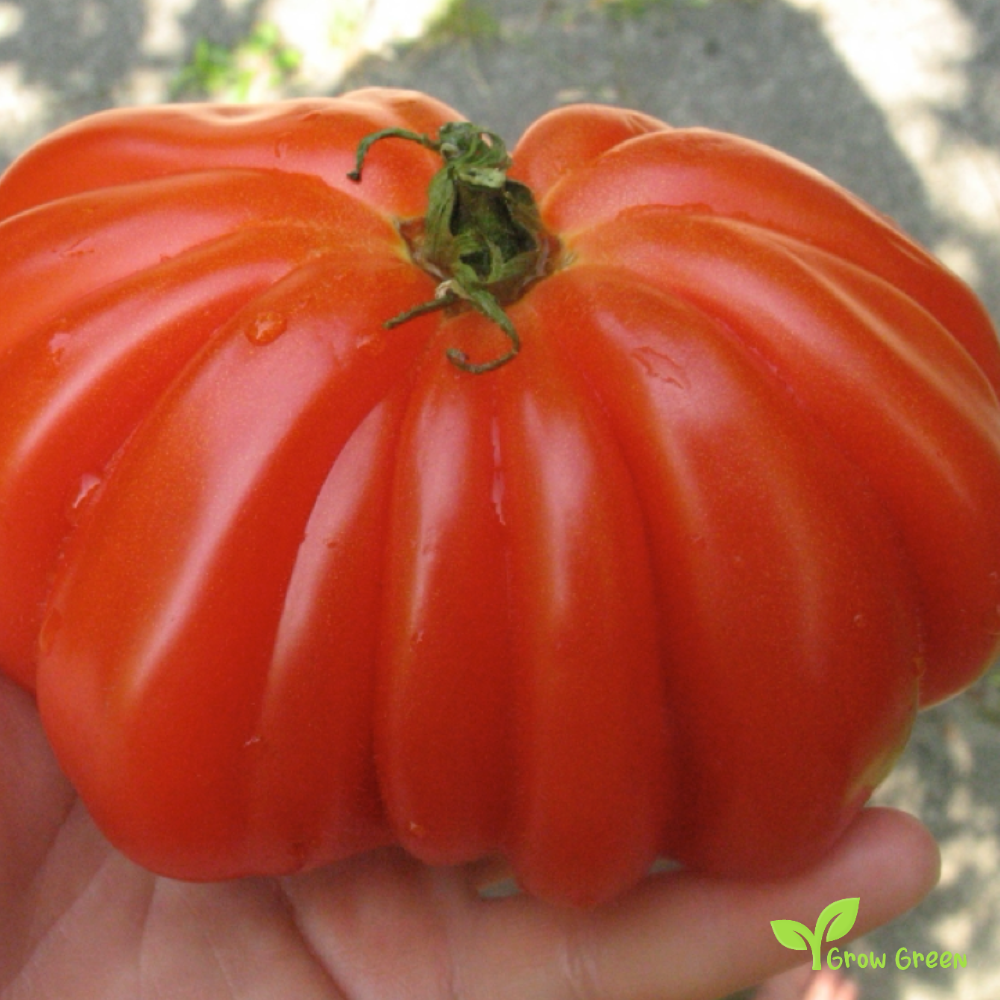10 seeds Cow Heart Tomato - SOLANUM LYCOPERSICUM + 5 seeds of Sunflower