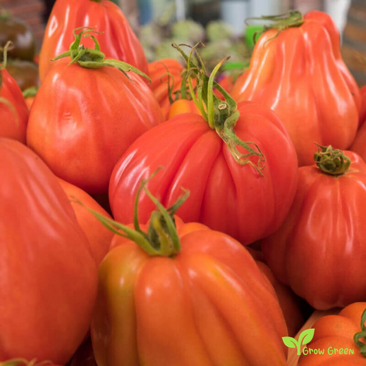 10 seeds Cow Heart Tomato - SOLANUM LYCOPERSICUM + 5 seeds of Sunflower