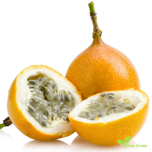 20 seeds Granadilla - PASSIFLORA LIGULARIS - Passion Fruit + 5 seeds Sunflower
