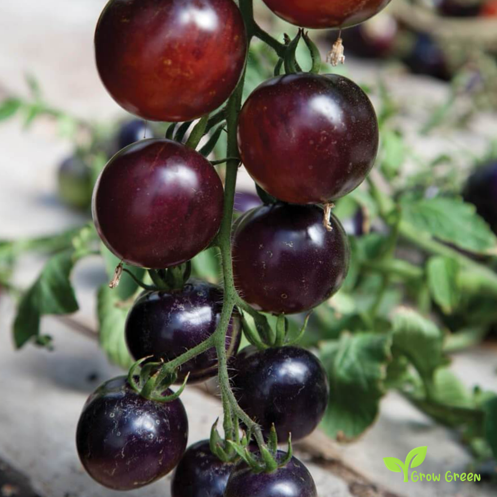 10 seeds Indigo Rose Tomato - SOLANUM LYCOPERSICUM + 5 seeds of Sunflower