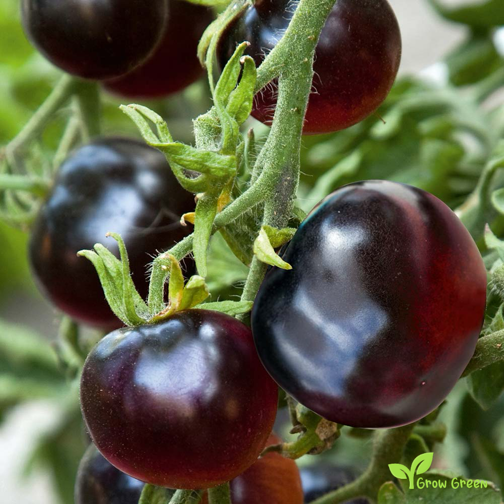 10 seeds Indigo Rose Tomato - SOLANUM LYCOPERSICUM + 5 seeds of Sunflower