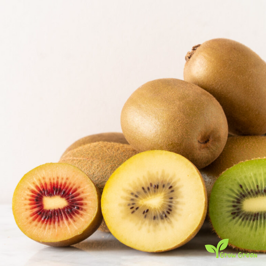 20 seeds Kiwi Golden Fruit ACTINIDIA CHINENSIS DELICIOSA + 5 seeds of Sunflower