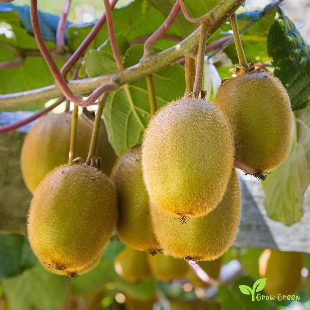 20 seeds Kiwi Green Fruit ACTINIDIA CHINENSIS DELICIOSA + 5 seeds of Sunflower