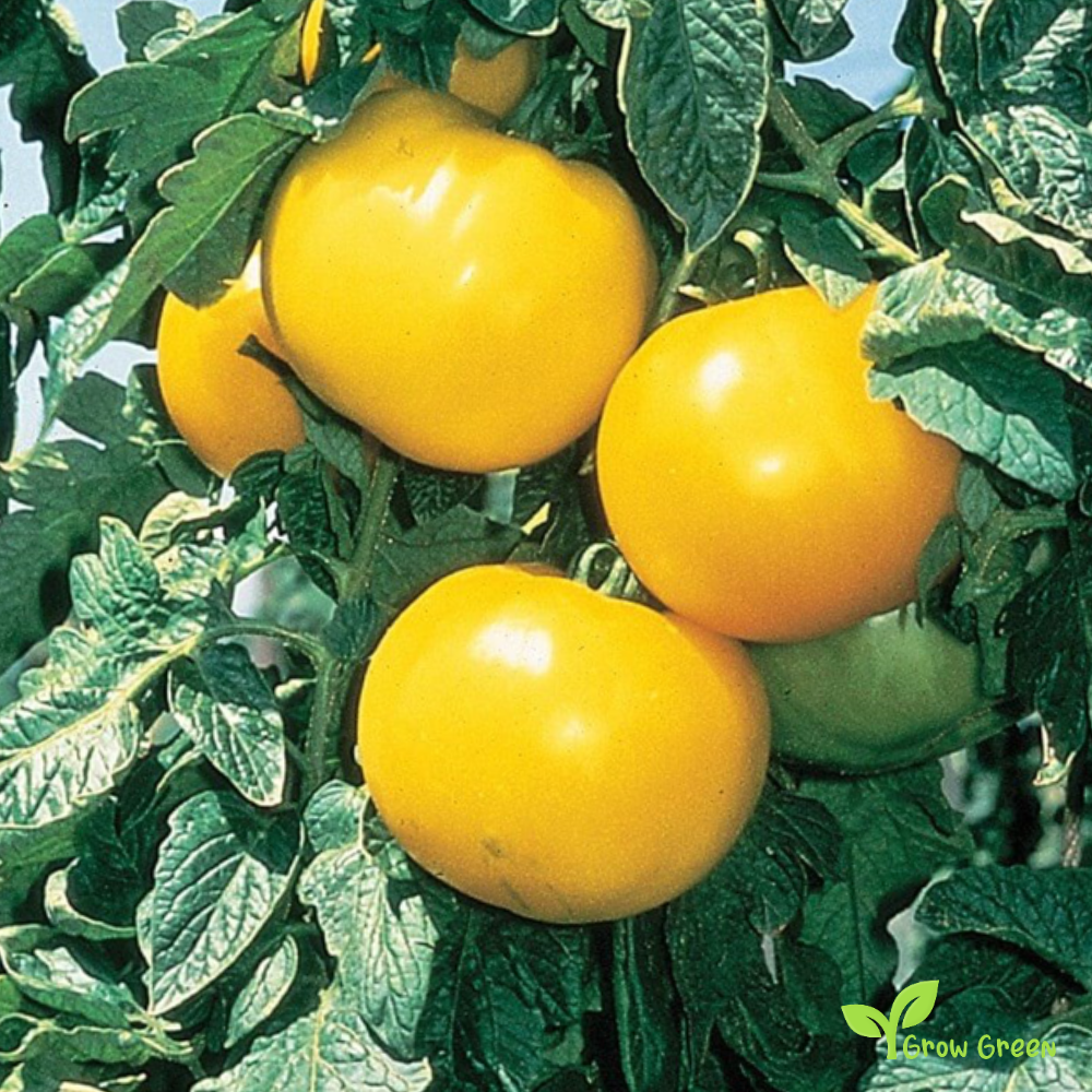10 seeds Lemon Boy Tomato - SOLANUM LYCOPERSICUM + 5 seeds of Sunflower