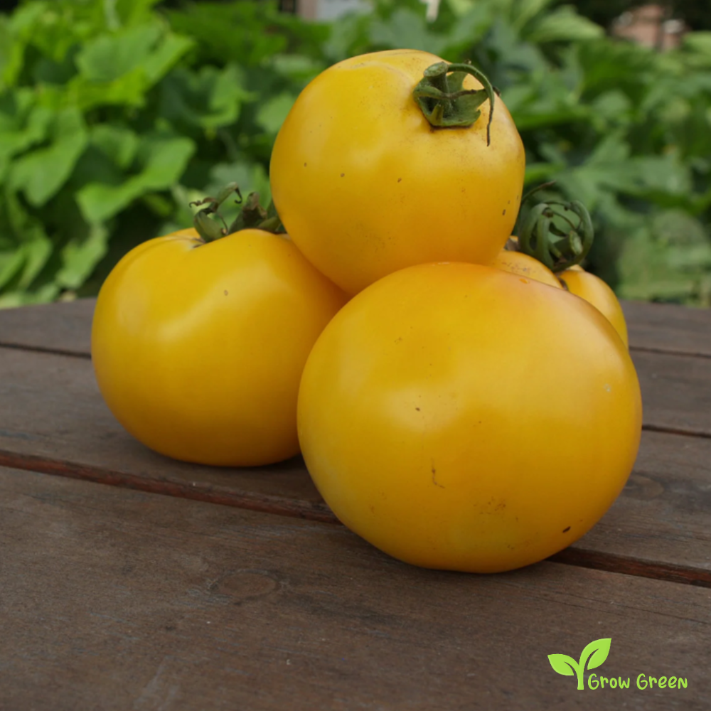 10 seeds Lemon Boy Tomato - SOLANUM LYCOPERSICUM + 5 seeds of Sunflower