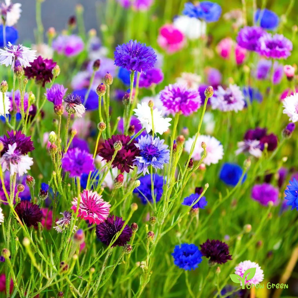 30 seeds Mix Cornflower - CENTAUREA CYANUS - Bachelor's Button + 5 seeds of Sunflower