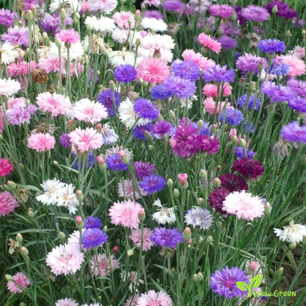 30 seeds Mix Cornflower - CENTAUREA CYANUS - Bachelor's Button + 5 seeds of Sunflower