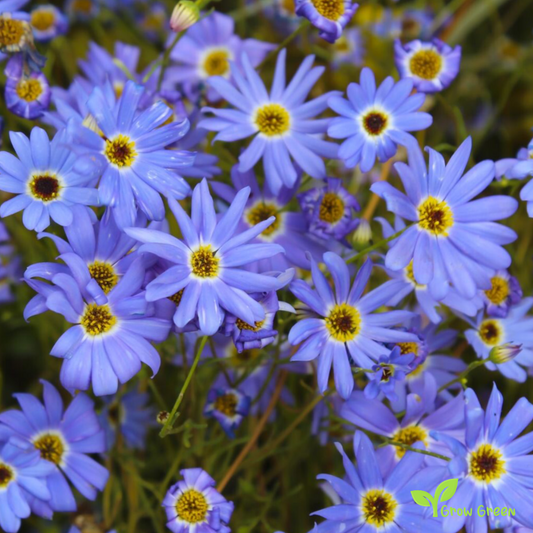 20 seeds MIX Swan River Daisy - BRACHYSCOME IBERIDIFOLIA + 5 seeds of Sunflower