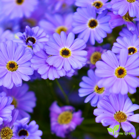 20 seeds MIX Swan River Daisy - BRACHYSCOME IBERIDIFOLIA + 5 seeds of Sunflower