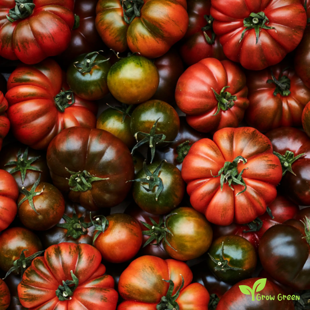 10 seeds Natoora Winter Raf Tomato - SOLANUM LYCOPERSICUM + 5 seeds of Sunflower