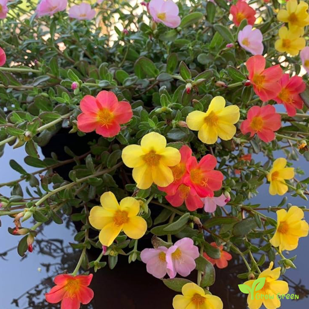 20 seeds of - Purlsane - PORTULACA OLERACEA - Duckweed + 5 seeds of Sunflower