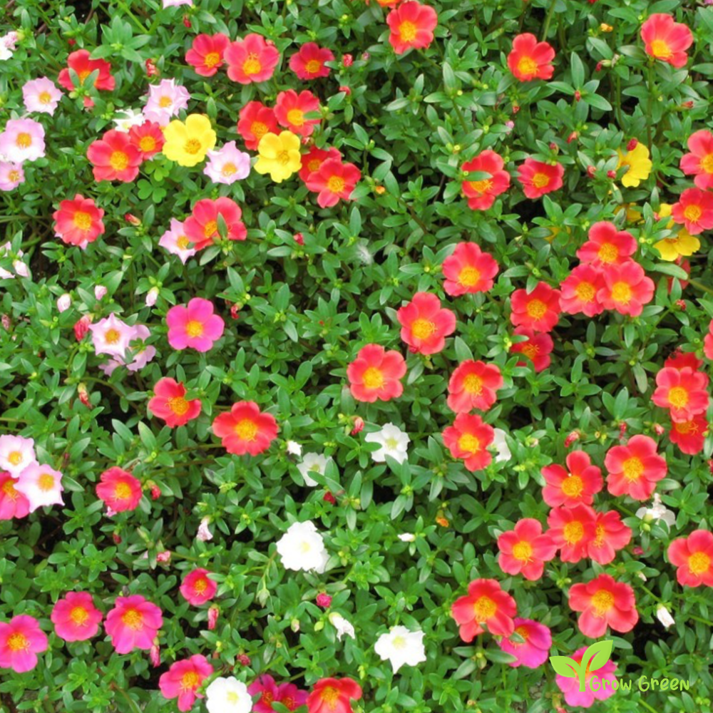 20 seeds of - Purlsane - PORTULACA OLERACEA - Duckweed + 5 seeds of Sunflower