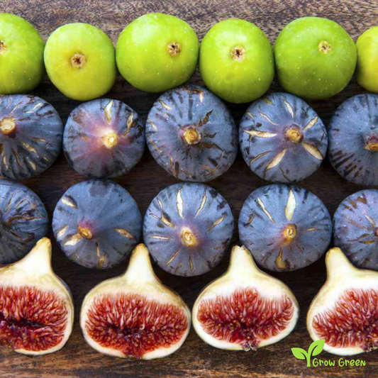 20 seeds of Black Fig - FICUS CARICA - Common Fig + 5 seeds of Sunflower
