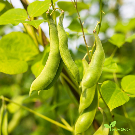 50 seeds of Kidney Bean - PHASEOLUS VULGARIS + 5 seeds of Sunflower