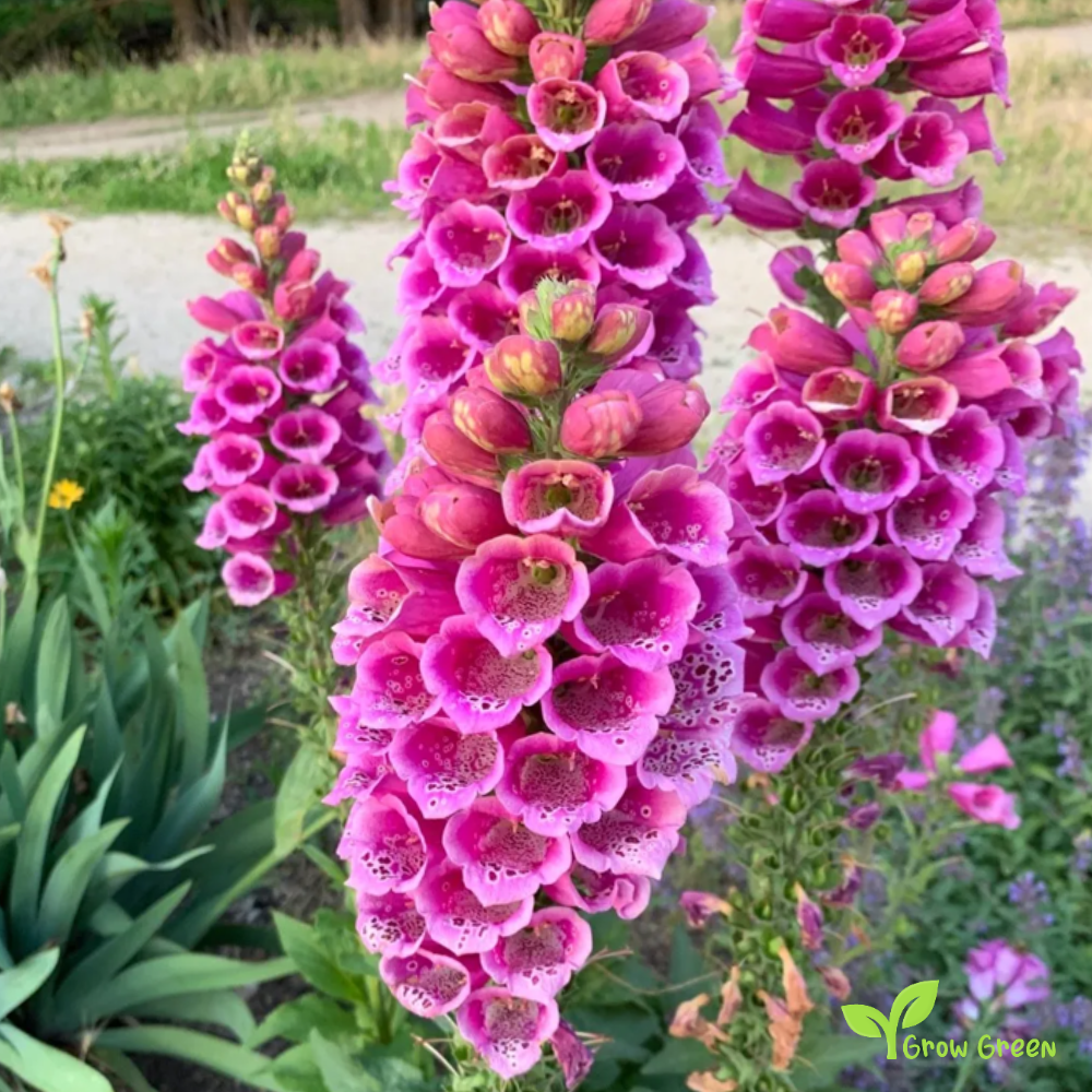 20 seeds of Common Foxglove - DIGITALIS PURPUREA + 5 seeds of Sunflower
